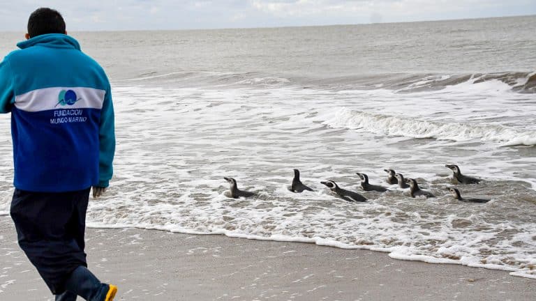 EMOCIONANTE REGRESO AL MAR DE 11 PINGÜINOS RESCATADOS