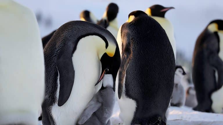 SE DEVELA NUEVO CONTENIDO DE LA SERIE “SECRETOS DE LOS PINGÜINOS