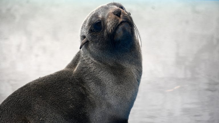 EL LOBO MARINO QUE REGRESÓ AL MAR