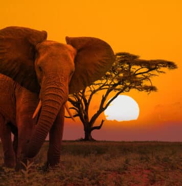 African Elephant in wilderness at Sunset