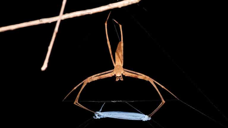 LA TELARAÑA DE UNA ARAÑA REVELA UNA ESTRUCTURA REVOLUCIONARIA QUE PODRÍA SER UTILIZADA EN NUEVOS MATERIALES