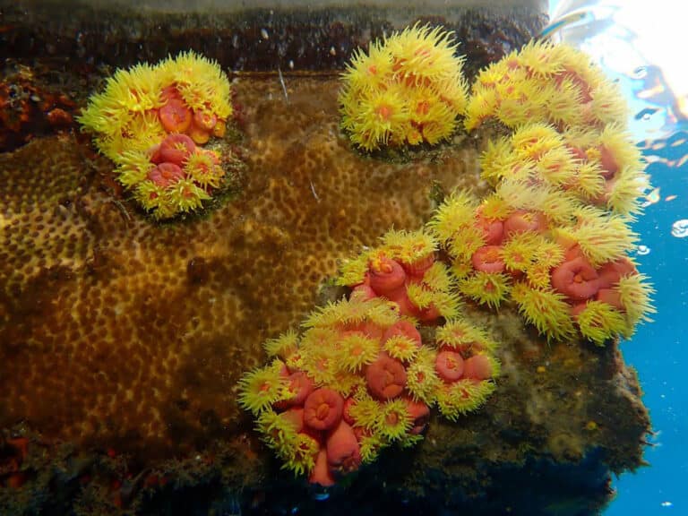 UN CORAL MEDITERRÁNEO RESISTE EL CAMBIO CLIMÁTICO GRACIAS A SU “ALIMENTACIÓN DUAL”