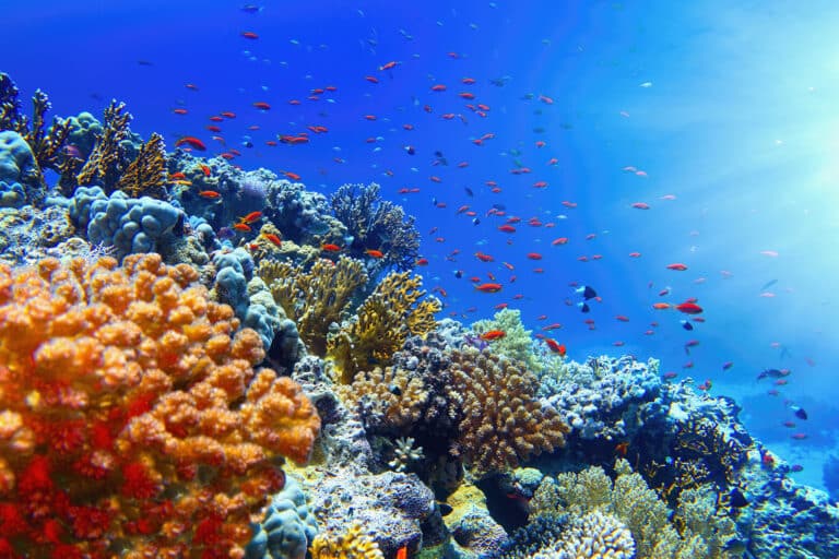 Los corales también duermen 