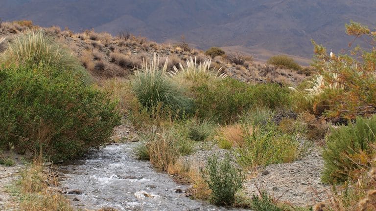 EL PROYECTO PARA SALVAR A UN PEQUEÑO HABITANTE DE UN PARQUE NACIONAL