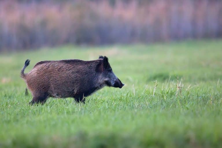 EL IMPACTO ECONÓMICO DE LAS ESPECIES INVASORAS SUPERA LOS 35 000 MILLONES DE DÓLARES ANUALES