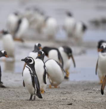 Penguin beach