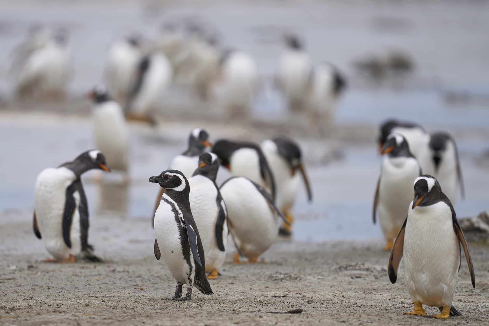 Penguin beach