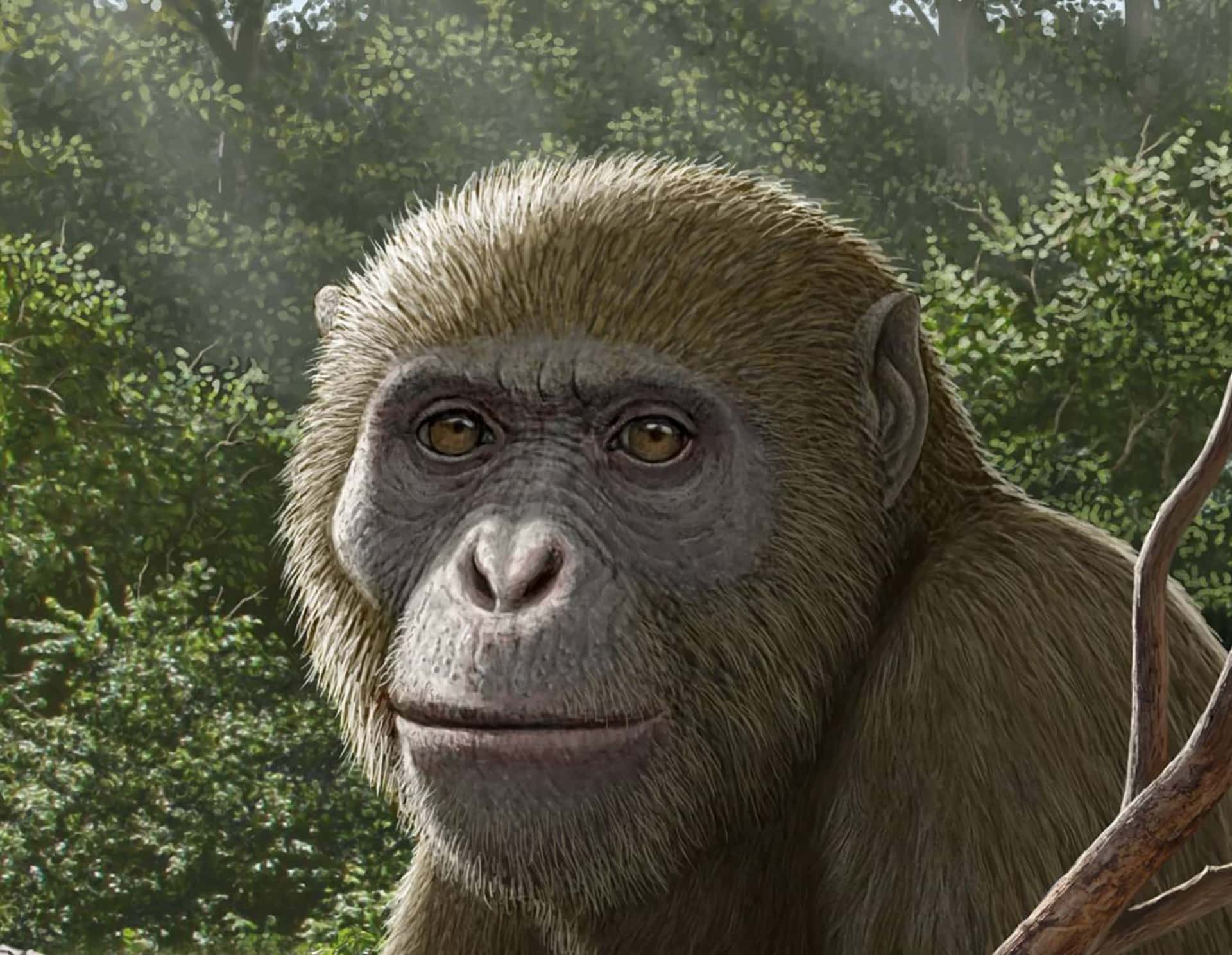 Reconstrucción del Masripithecus moghraensis. (Foto: Mauricio Antón / profesor Hesham Sallam / SINC).