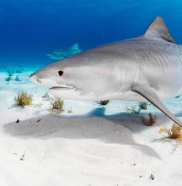 Tiger Shark