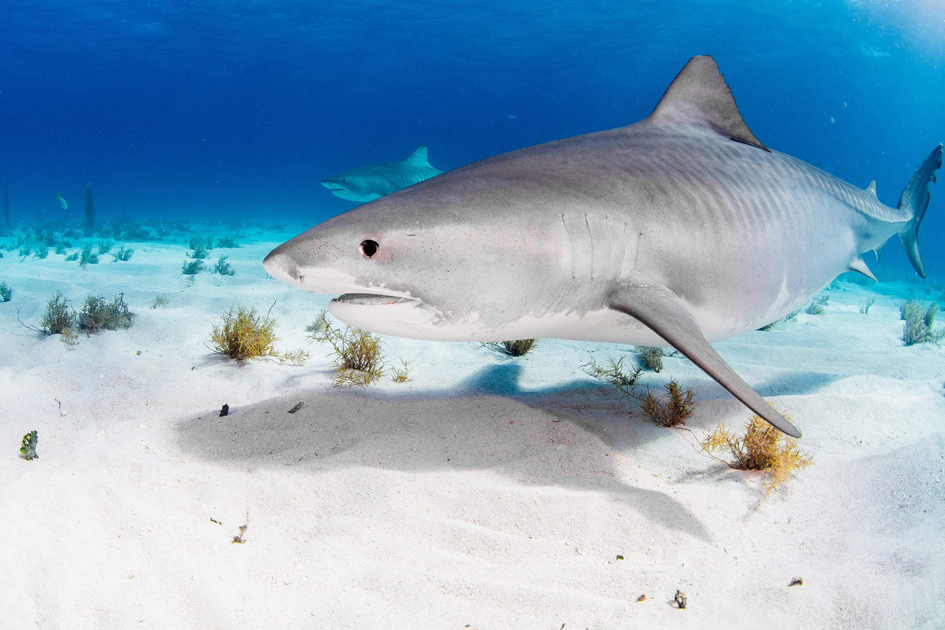 Tiger Shark